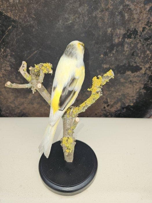 Prachtige geel bonte kanarie Taxidermie volledige montage -, Verzamelen, Dierenverzamelingen