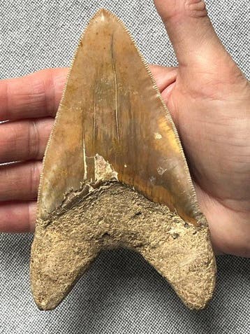 Groot Megalodon-tand van 13,6 cm - Fossiele tand -