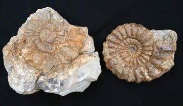 Ammoniet met zijn afdruk - Gefossiliseerde schelp -, Collections