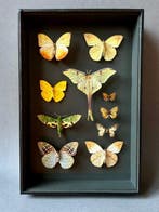 Vlinder Taxidermie volledige montage - Lepidoptera - 39 cm -, Verzamelen, Nieuw