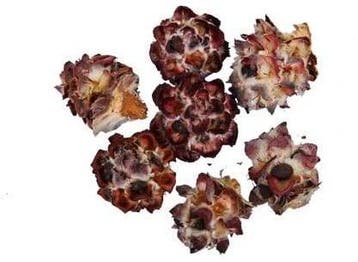 Leucadendron Pubescens los 1 kilo, Nieuw
