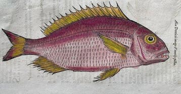 Conrad Gesner - Nomenclator aquatilium animantium - 1560