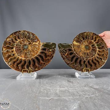Paire impressionnante de Nautilus et dammonites – une, Verzamelen, Mineralen en Fossielen