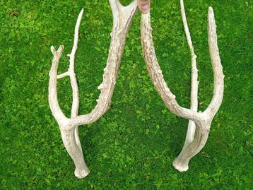 Hert Gewei - Elaphurus Davidianus - 90 cm - 30 cm - 15 cm-, Nieuw
