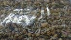 Nassa mix schelpen 1 kilo, Nieuw