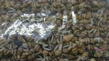 Nassa mix schelpen 1 kilo, Nieuw