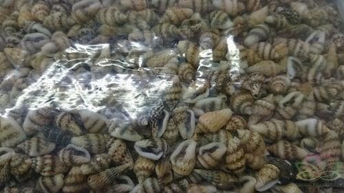 Nassa mix schelpen 1 kilo, Hobby en Vrije tijd, Knutselen, Nieuw