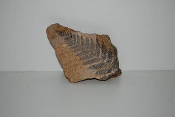 PLANTENFOSSIEL UIT HET CARBONIFERE TIJDPERK – REGIO VALONGO