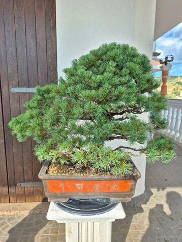 Den bonsai (Pinus) - Hoogte (boom): 65 cm - Diepte (boom):