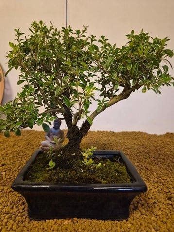 Sneeuwroos bonsai (Serissa foetida) - Hoogte (boom): 25 cm -