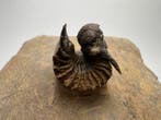 Trilobiet - Gefossiliseerd dier - Acanthopyge (Lobopyge)