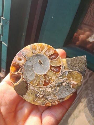 Ammoniet - Gefossiliseerd dier - Aioloceras (Cleoniceras)
