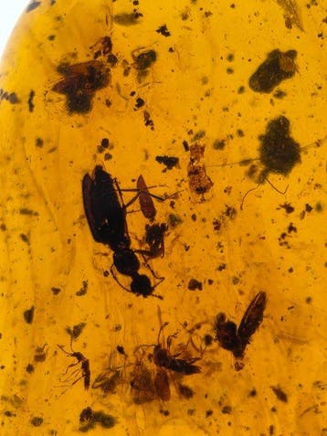 Ambre de Birmanie - Ambre - Burmese Amber with Multiple