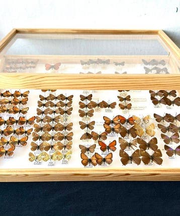 Grote historische collectie van 113 Vuurvlinders +, Nieuw