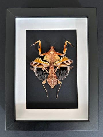 Grote Dodebladmantis - Taxidermie volledige montage -, Nieuw