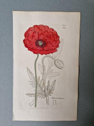Lot with 24 plates from Sowerbys English Botany or Coloured