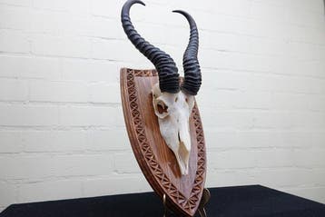 Springbok Schedel - Antidorcas marsupialis - 0 cm - 0 cm - 0, Verzamelen, Nieuw