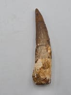 Spinosaure - Dent fossile - Spinosaur Aegyptiacus - 9 cm