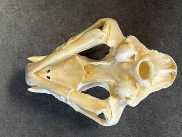 Noord-Chinese luipaard Schedel - Panthera pardus japonensis, Verzamelen, Nieuw