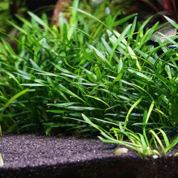 Tropica Cryptocoryne parva - In Vitro, Verzenden, Nieuw