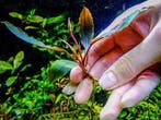 Bucephalandra Ulysses In Vitro, Dieren en Toebehoren, Verzenden, Nieuw