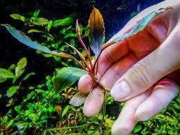 Bucephalandra Ulysses In Vitro, Dieren en Toebehoren, Verzenden, Nieuw