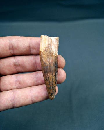 Spinosaurus - Fossiele tand - Spinosaurus aegyptiacus