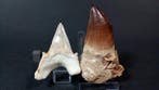 Requin et mosasaure - Dents fossiles - Otodus Obliquus y