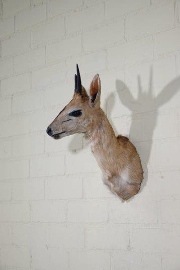 African Antelope Taxidermie wandmontage - Common Duiker -, Antiek en Kunst