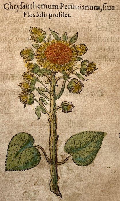 Pietro Andrea Mattioli - Original hand-colored leaf from, Antiek en Kunst, Antiek | Boeken en Manuscripten