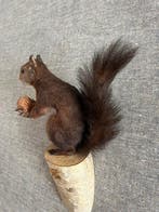 Red Squirrel - Taxidermie wandmontage - Sciurus vulgaris -, Nieuw