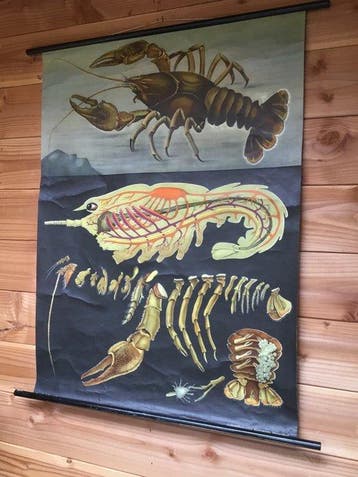 Hagemann - Ancienne affiche pédagogique « Crabe » - Carte, Antiquités & Art