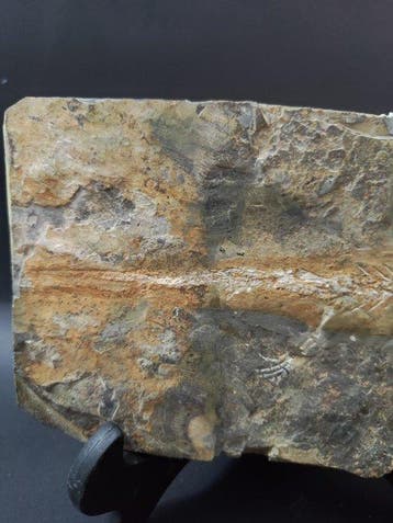 Witte botten - Met huid - Gefossiliseerd dier - Salamander -