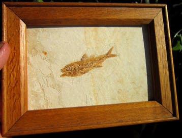 Vis - Gefossiliseerd dier - 24 mm