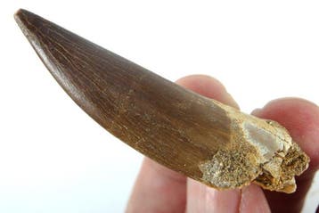 Plesiosaurus-tand - Fossiele tand - Zafarasaura oceanis -, Verzamelen