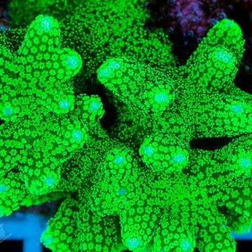 Seriatopora Caliendrum Ultra Groen Frag (Ong. 3-4 cm), Dieren en Toebehoren