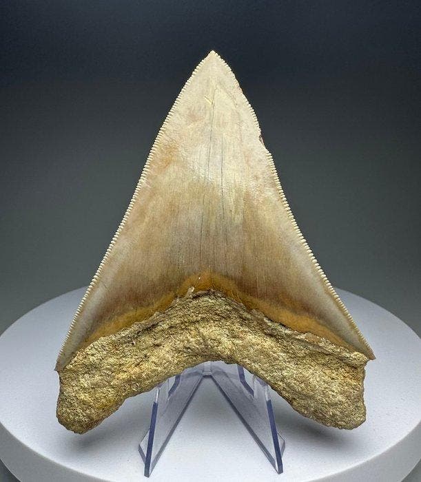 Megalodon - Fossiele tand - 8.5 cm, Verzamelen, Mineralen en Fossielen