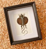 draakje Taxidermie volledige montage - Frimbriatus - 28.5 cm, Antiek en Kunst
