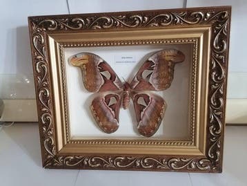 Vlinder Taxidermie wandmontage - Atlas Attacus - 25 cm - 30, Verzamelen, Nieuw