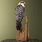 Hybride Valk Taxidermie Opgezette Dieren By Max, Ophalen of Verzenden, Opgezet dier