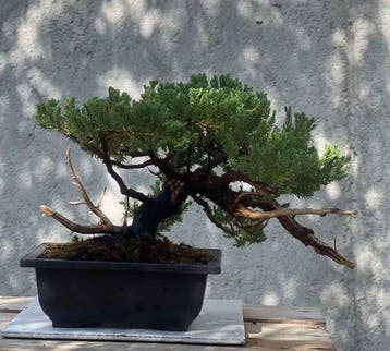 Bonsaï Genévrier (Juniperus) - Hauteur (arbre) : 16 cm -