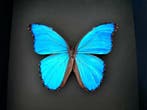 Vlinder Taxidermie volledige montage - Morpho Didius du, Antiek en Kunst