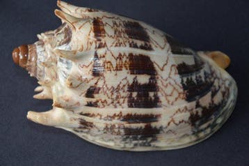 Zeeslak Zeeschelp - S-377 CYMBIOLA IMPERIALIS (Zonder, Nieuw