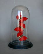 Vlinder Taxidermie volledige montage - Cymothoe sangaris -, Antiek en Kunst