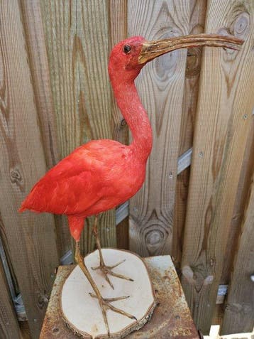 Rde Ibis Support de corps entier pour taxidermie - Eudocimus, Nieuw