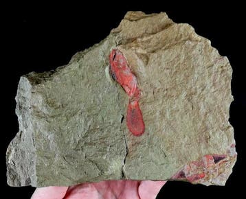 Primitieve stekelhuidige - opgelost!!! + Hyolitha +