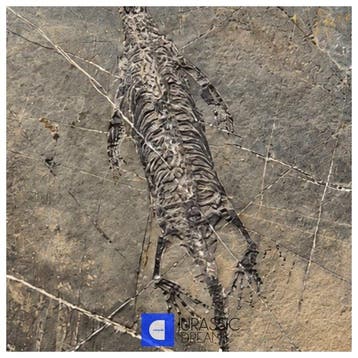 Fijnste Kwaliteit Jong Keichousaurus hui Vroeg-Trias
