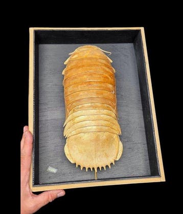 Museum Presentation of very nice giant Bathynome 323 mm long, Collections, Collections Animaux