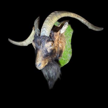 Tam geitenhuid (ram), 90x72 cm Taxidermie volledige montage, Nieuw