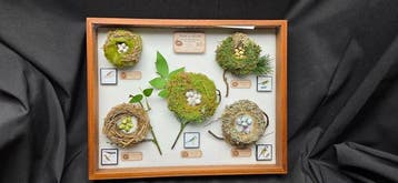 Fabulous museum box - Exact Replica of the original nest and